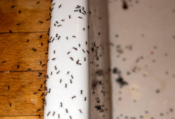 Best Rat Extermination Near Me  in South Monroe, MI