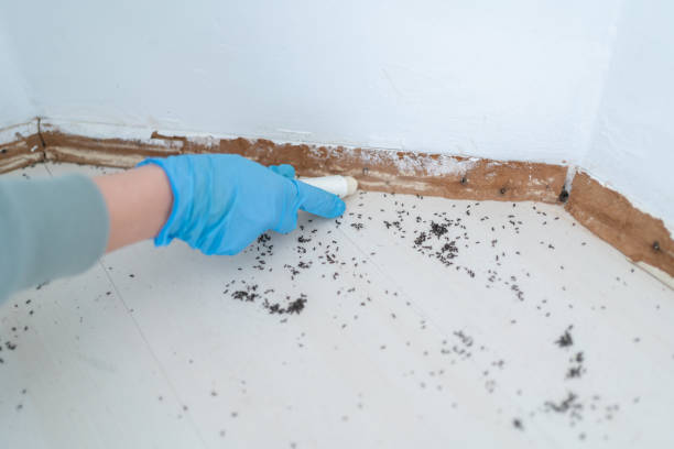 Best Bed Bug Extermination  in South Monroe, MI